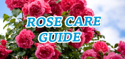 Rose Care Guide
