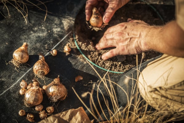 rose bulb being planted