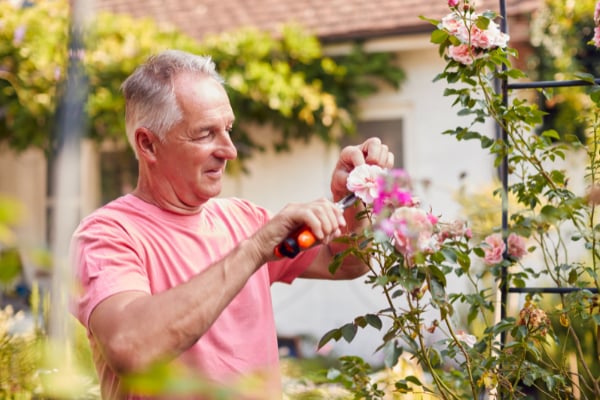 pruning rose to prevent diseases