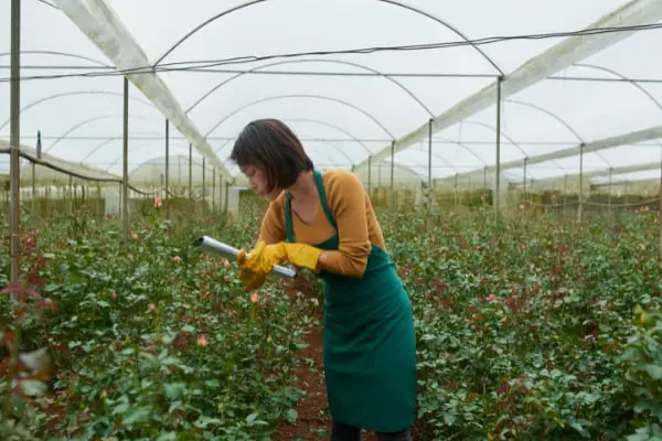 Fertilising Roses Webp Net Resizeimage 5 - Garden Express Australia