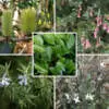 Everything You Need to Know About Drought-Tolerant Australian Natives Website Native - Garden Express Australia