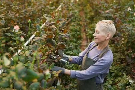 Pruning Roses In Summer 1 - Garden Express Australia
