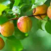 Best Dwarf Apricot Trees Varieties 4 - Garden Express Australia