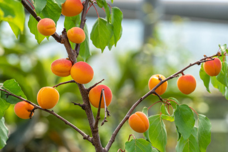 Apricot Trees