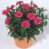 Carnationoscar Cherryvelve - Garden Express Australia