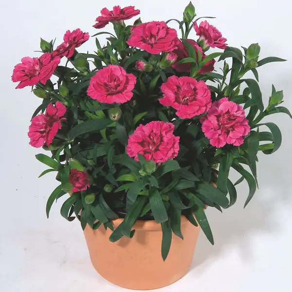 Carnation Oscar Cherry & Velvet