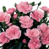 Carnationoscar Pink Pplcaropi - Garden Express Australia