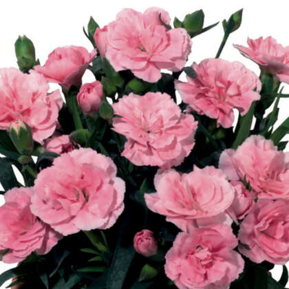 Carnation Oscar Pink