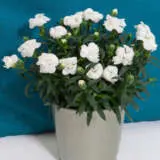 Carnationoscar White Pplcarowh - Garden Express Australia