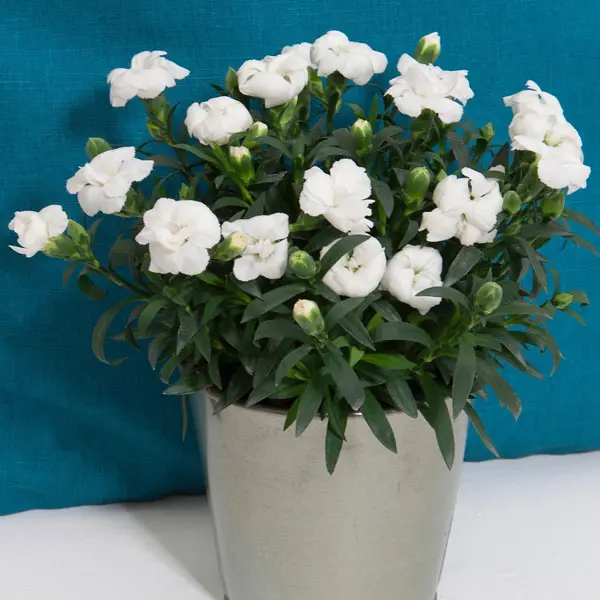 Carnation Oscar White