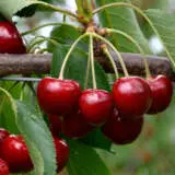 Cherry Royal Crimson Trechercr - Garden Express Australia
