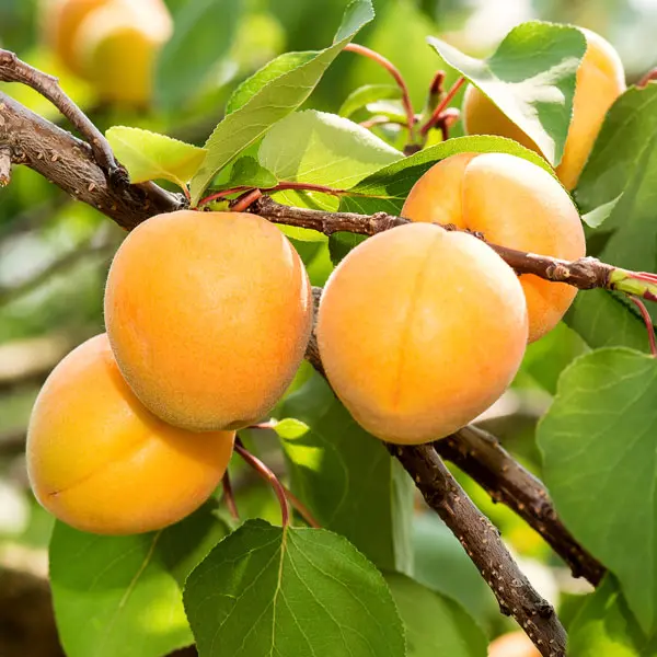 Dwarf Apricot Trevatt