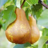 Dwarf Pear Buerre Bosc Trepeadbb - Garden Express Australia