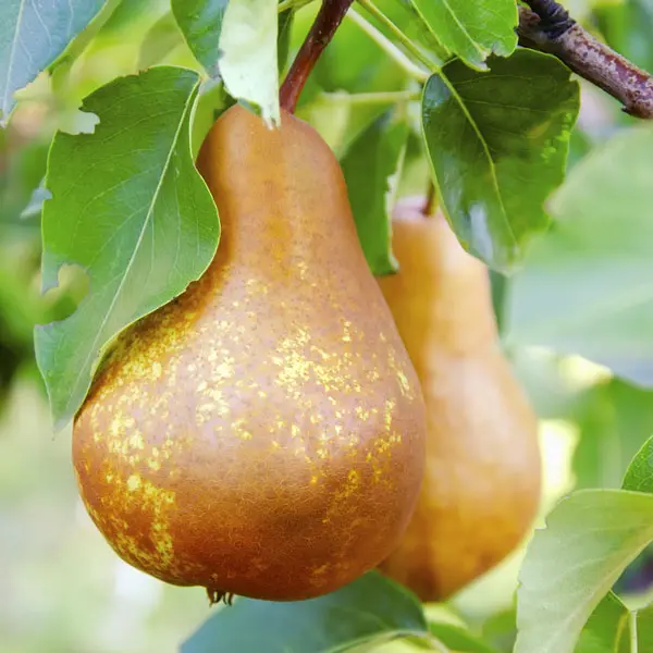 Dwarf Pear Buerre Bosc