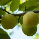 Dwarf Plum Green Gage Trepludgg - Garden Express Australia