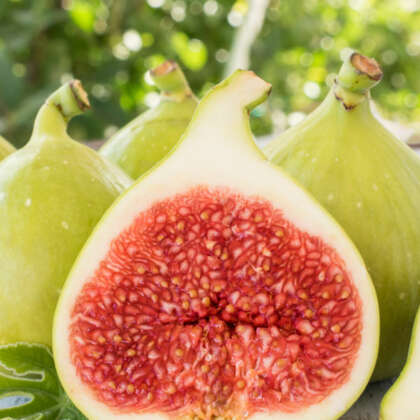 Fig Genoa White Trefiggwh - Garden Express Australia