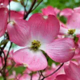 Flowering Dogwood Pink Tseflodpi - Garden Express Australia