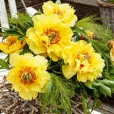 Itoh Peony Garden Treasure 2023 Pkitogtr - Garden Express Australia