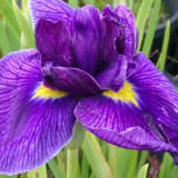 Japanese Iris Frostbound Mulberry