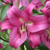 Lilium Resolute 2024 Pklilres - Garden Express Australia
