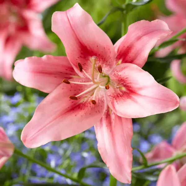 Lilium Child In Time