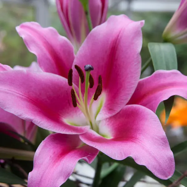 Lilium Donacion