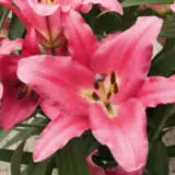 Lilium Donato Pklildon - Garden Express Australia