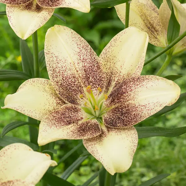 Lilium Easy Spot
