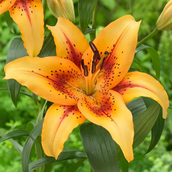 Lilium Hotel California