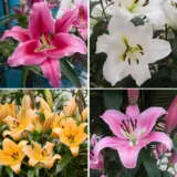Lilium Oriental Trumpet Collection