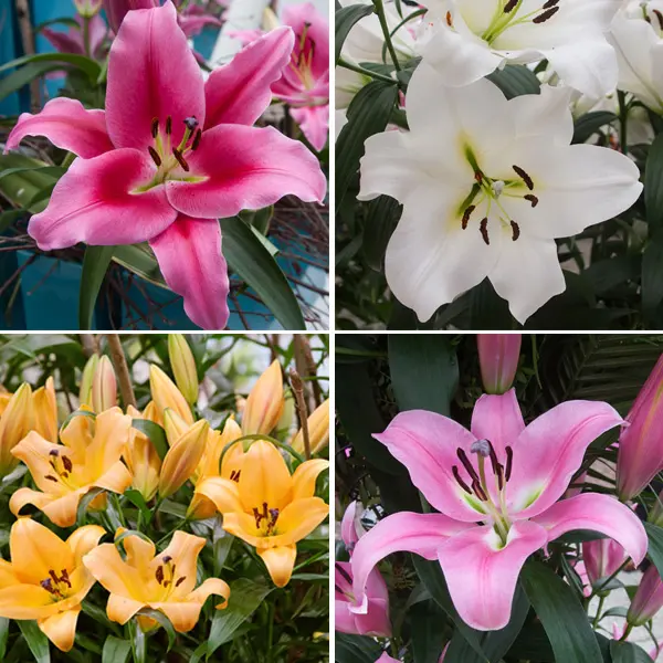 Lilium Oriental Trumpet Collection