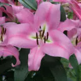 Lilium Pink Palace Pklilppa - Garden Express Australia