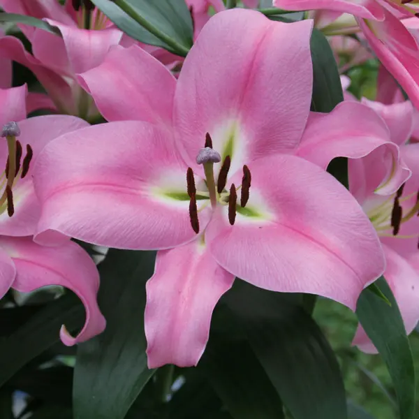 Lilium Pink Palace