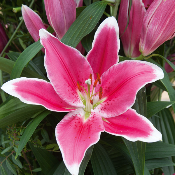 Lilium Rio Negro Garden Express