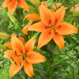 Lilium Sunset Boulevard 2021 Pklilsbo - Garden Express Australia