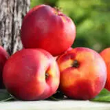 Nectarine Fantasia Trenecdfa - Garden Express Australia