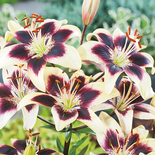 Lilium Patricias Pride - Garden Express
