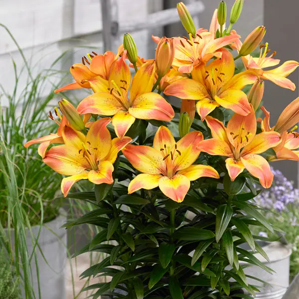 Lilium Happy Memories