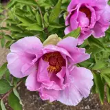 Tree Peony Princess 2025 Pktpapri - Garden Express Australia