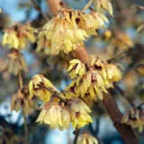 Wintersweet Tsewinswe - Garden Express Australia