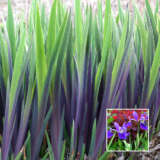American Blue Flag Iris – Gerald Darby