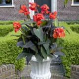 Canna Lily Cannova Bronze Orange