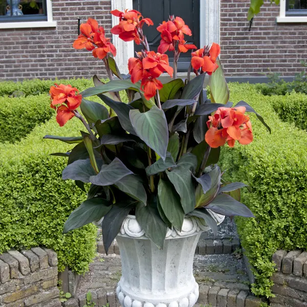 Canna Lily Cannova Bronze Orange