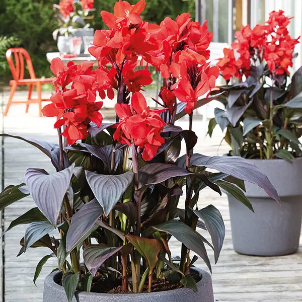 Canna Lily Cannova Bronze Scarlet