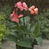 Canna Lily Cannova Mango Pkclicma - Garden Express Australia