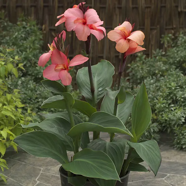 Canna Lily Cannova Mango Canna Lily Cannova Mango