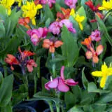 Canna Lily Cannova Mixed Pkclicmx - Garden Express Australia