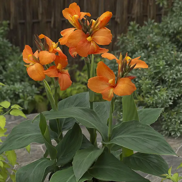 Canna Lily Cannova Orange Canna Lily Cannova Orange