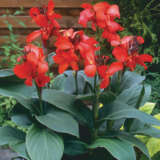 Canna Lily Cannova Red