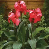 Canna Lily Cannova Rose Pkclicro - Garden Express Australia
